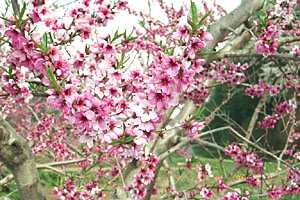 桃の花８分咲く、４月下旬